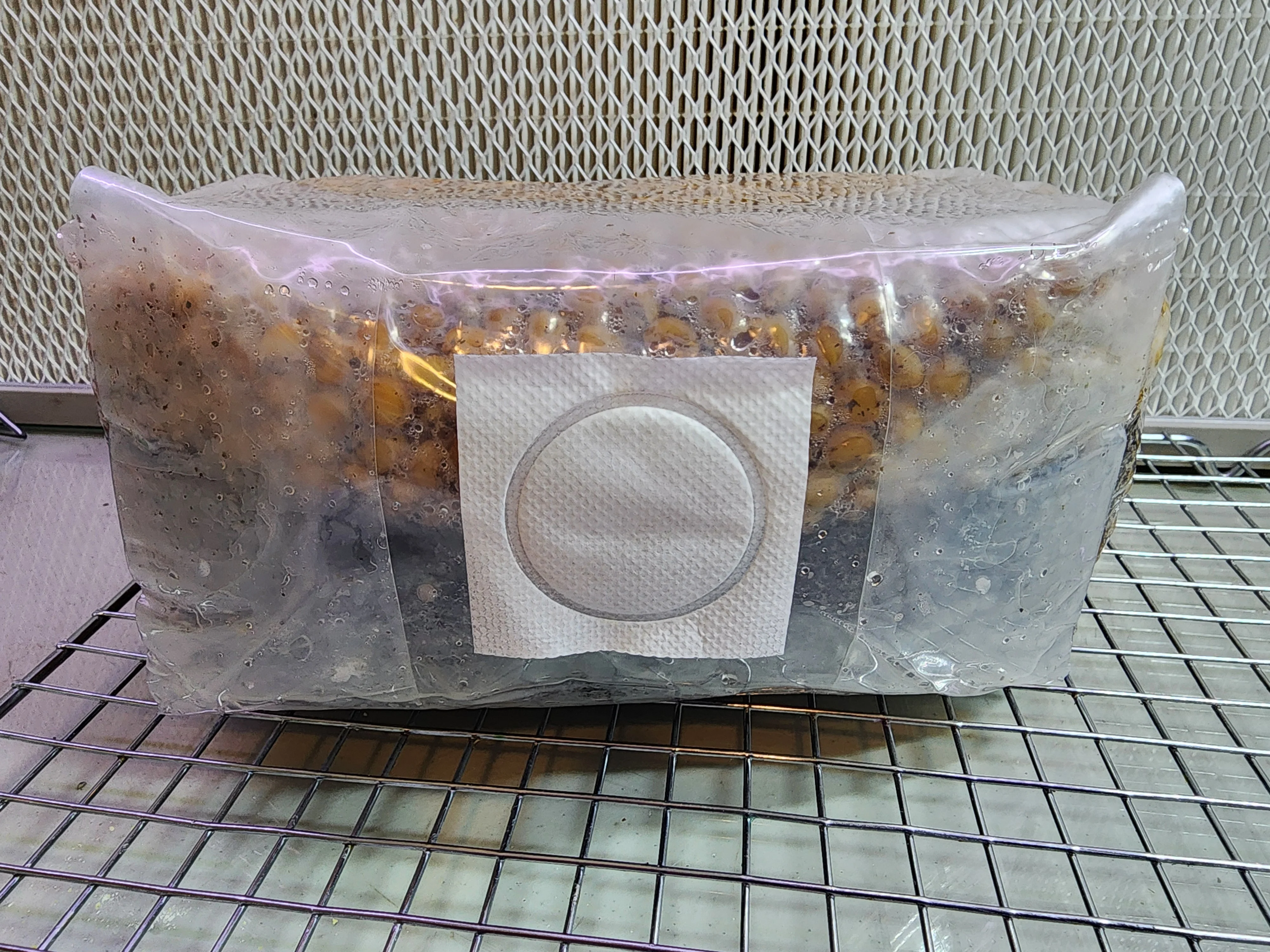 All-in-One Mushroom Grow Bag - Image 6