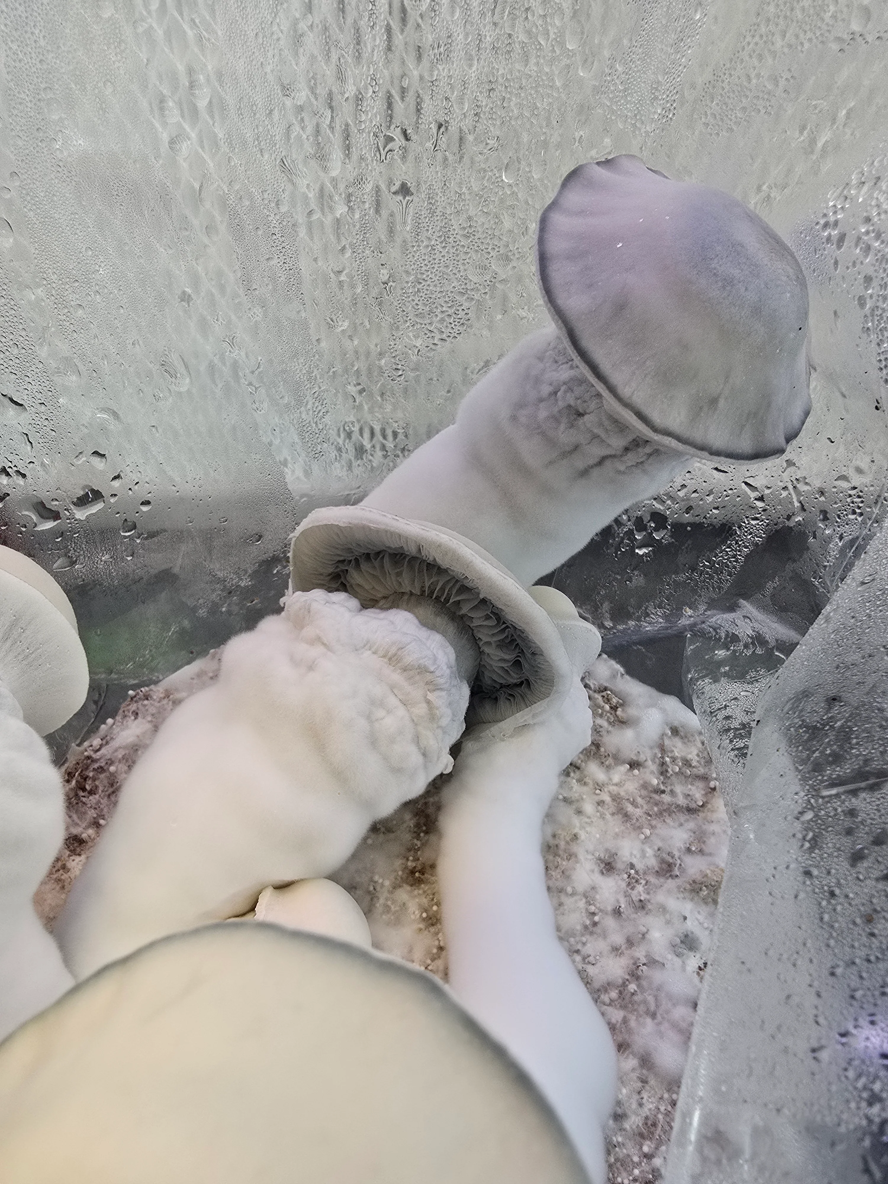 10ml Liquid Culture (LC) Research Syringe - Image 58