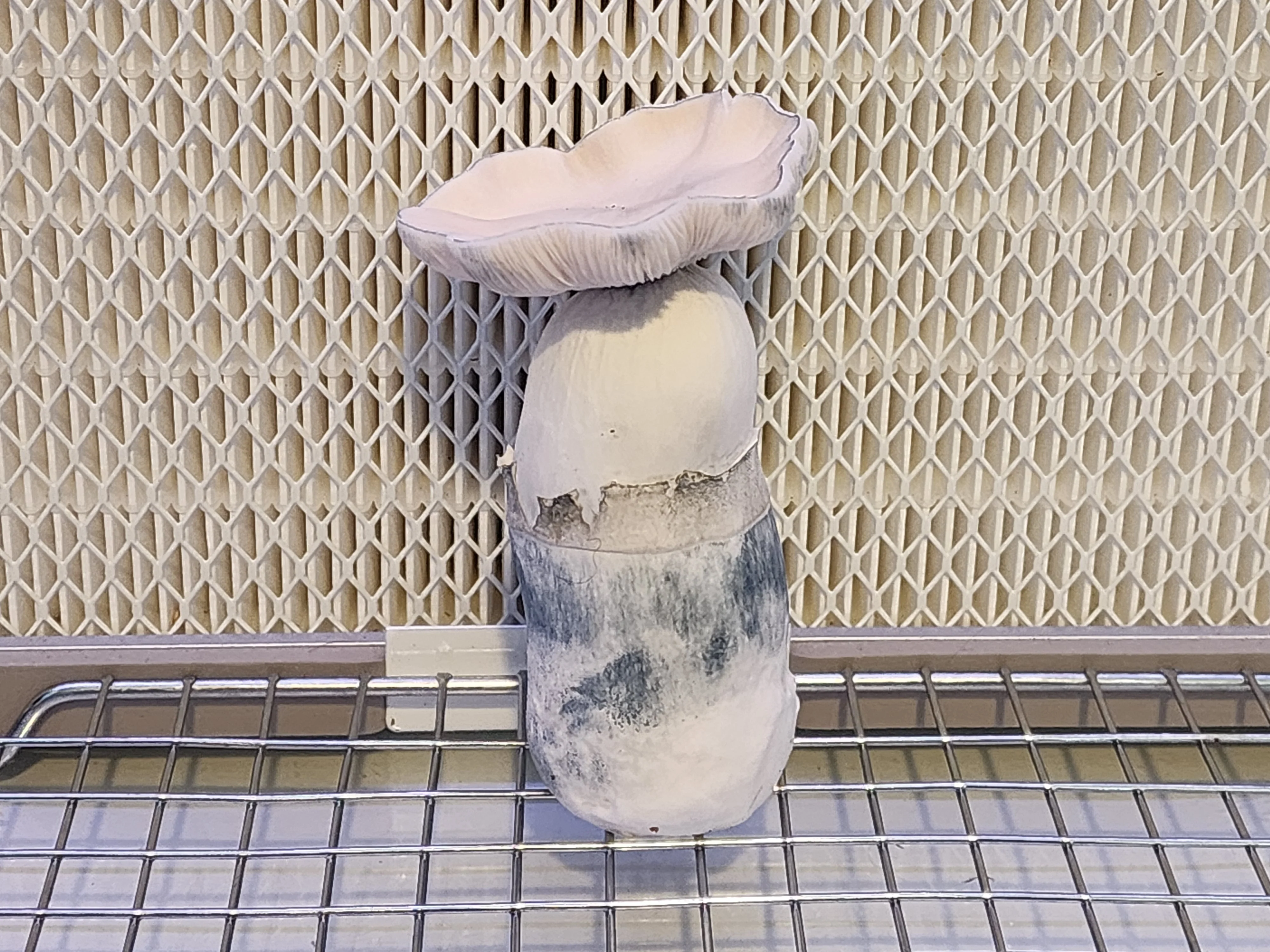 10ml Liquid Culture (LC) Research Syringe - Image 7